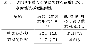 表1 WhUCP導入イネにおける過酸化水素水耐性及び低温耐性