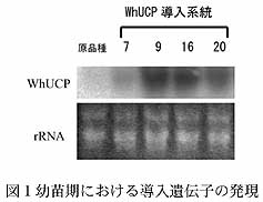 図1幼苗期における導入遺伝子の発現