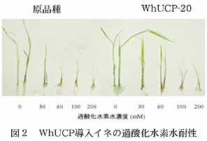 図2 WhUCP導入イネの過酸化水素水耐性