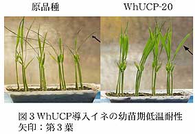 図3WhUCP導入イネの幼苗期低温耐性