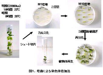 図1.培養による染色体倍加法