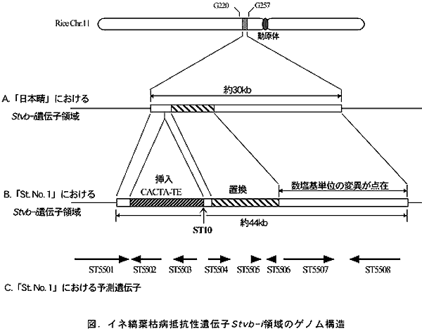 図.イネ縞葉枯病抵抗性遺伝子Stvb-i領域のゲノム構造