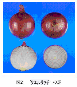 図2 「クエルリッチ」の球