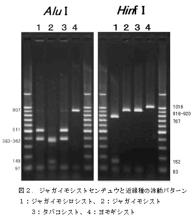 図2 ジャガイモシストセンチュウと近縁種の泳動パターン