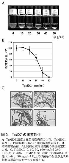 図2 TaMDC1の抗菌活性