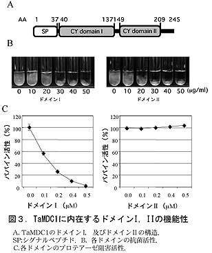 図3 TaMDC1に内在するドメインI、IIの機能性