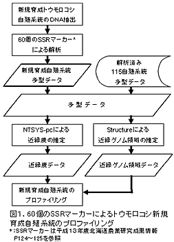 図1 60個のSSRマーカーによるトウモロコシ新規育成自殖系統のプロファイリング