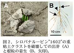 図2 シロバナルーピン