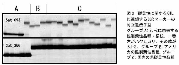 図3 裂莢性に関するQTLに連鎖するSSRマーカーの対立遺伝子型