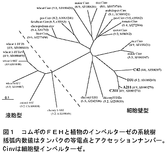 図1 コムギのFEHと植物のインベルターゼの系統樹 括弧内数値はタンパクの等電点とアクセッションナンバー。Cinvは細胞壁インベルターゼ