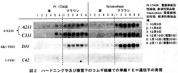 図2 ハードニング中及び積雪下のコムギ組織での単離FEH遺伝子の発現