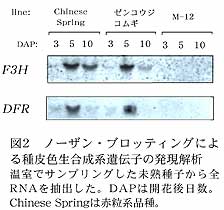 図2 ノーザン・ブロッティングによる種皮色生合計系遺伝子の発現解析