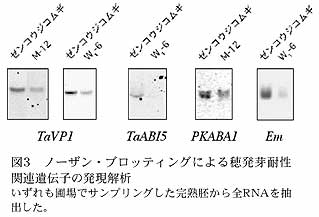 図3 ノーザン・ブロッティングによる穂発芽耐性関連遺伝子の発現解析