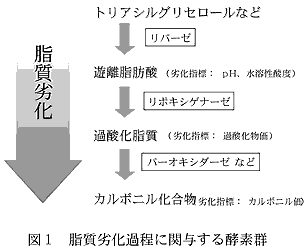 図1 脂質劣化過程に関与する酵素群