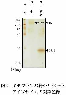 図2 キタワセソバ粉のリパーゼアイソザイムの銀染色像
