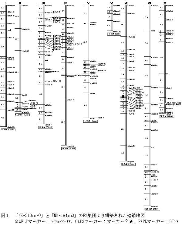 図1 「NK-310mm-O」と「NK-184mmO」のF2集団より構築された連鎖地図