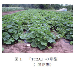 図1 「TC2A」の草型( 開花期)