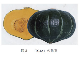 図2 「TC2A」の果実