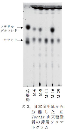 図2. 日本産生乳から分離したK. lactis由来糖脂質の薄層クロマトグラム