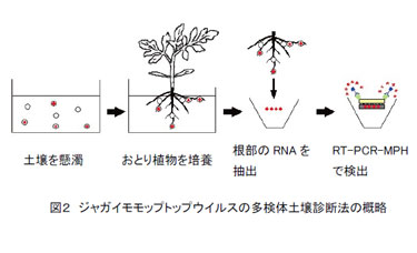 図2 ジャガイモモップトップウイルスの多検体土壌診断法の概略