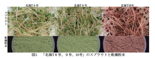 図1. 「北海T8号、9号、10号」のスプラウトと乾燥粉末