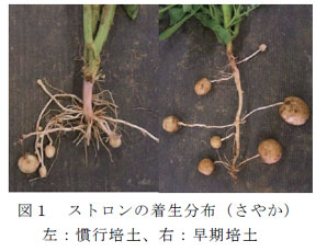 図1 ストロンの着生分布(さやか)