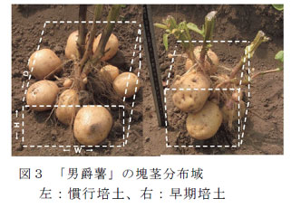 図3 「男爵薯」の塊茎分布域