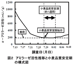 図2 アミラーゼ活性推移と小麦品質安定期の模式図