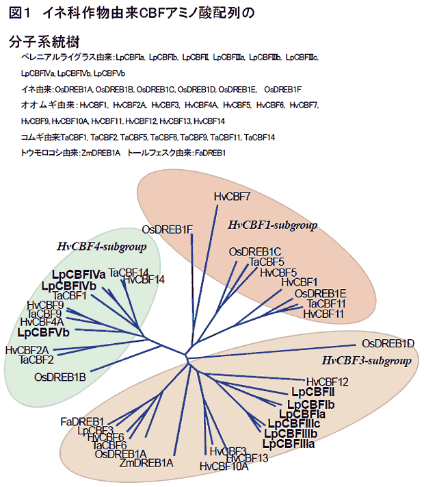 図1 イネ科作物由来CBFアミノ酸配列の分子系統樹