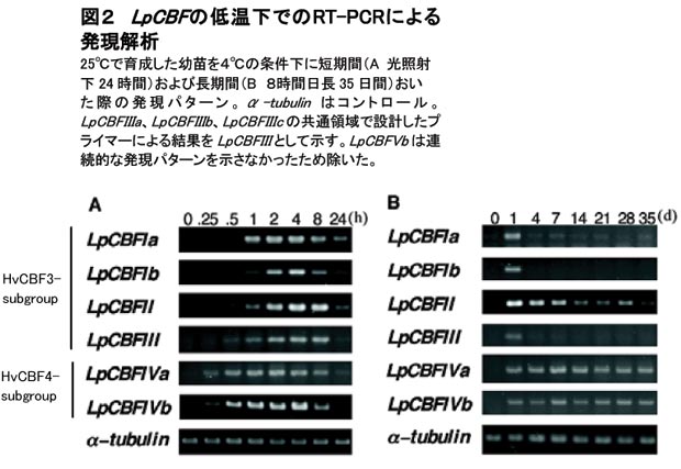 図2 LpCBFの低温下でのRT-PCRによる発現解析