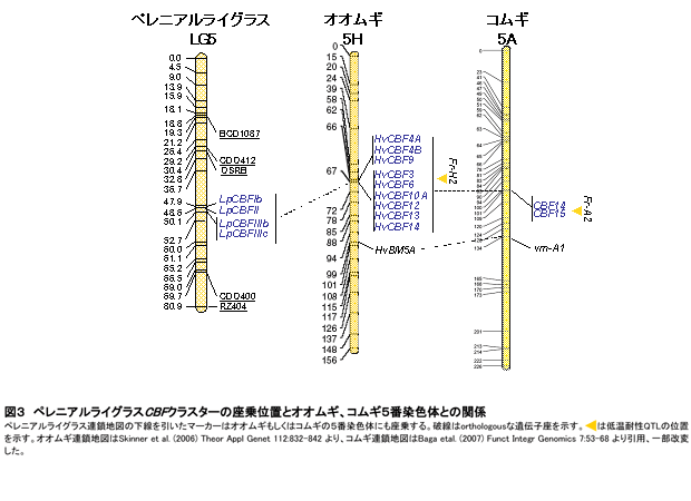 図3 ペレニアルライグラスCBFクラスターの座乗位置とオオムギ、コムギ5番染色体との関係