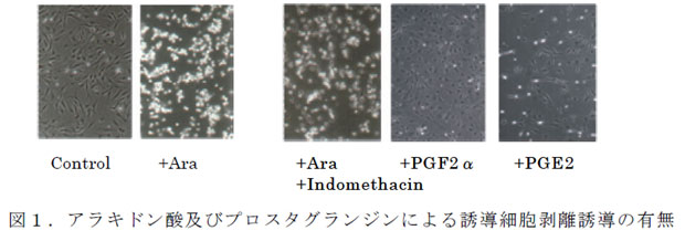 図1.アラキドン酸及びプロスタグランジンによる誘導細胞剥離誘導の有無