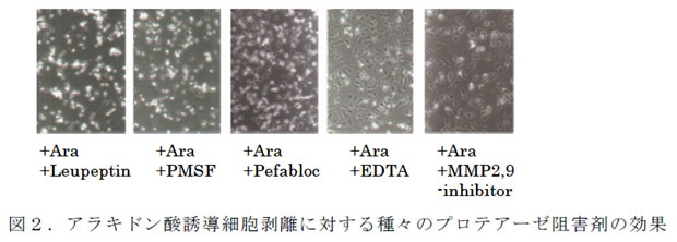 図2.アラキドン酸誘導細胞剥離に対する種々のプロテアーゼ阻害剤の効果