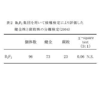 表2 B2F2 集団を用いて接種検定により評価した健全株と腐敗株の分離検定(2004)