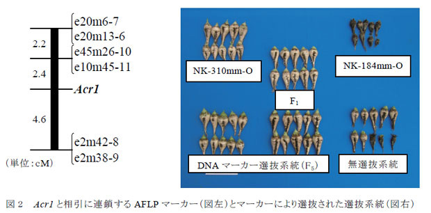 図2 Acr1 と相引に連鎖するAFLP マーカー(図左)とマーカーにより選抜された選抜系統(図右)