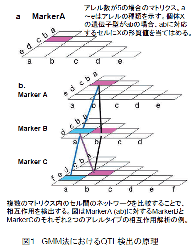 図1 GMM法におけるQTL検出の原理