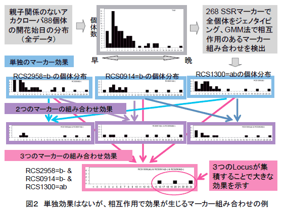 図2 単独効果はないが、相互作用で効果が生じるマーカー組み合わせの例