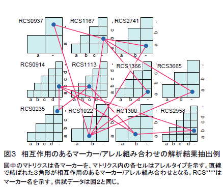 図3 相互作用のあるマーカー/アレル組み合わせの解析結果抽出例