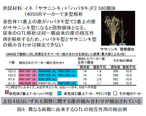 図4 異なる両親に由来するQTLの相互作用の検出例