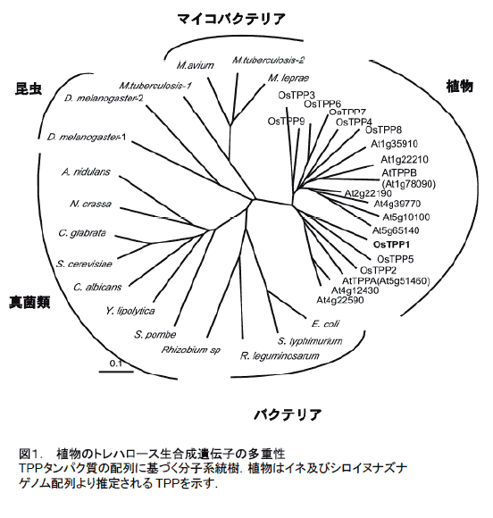 図1. 植物のトレハロース生合成遺伝子の多重性