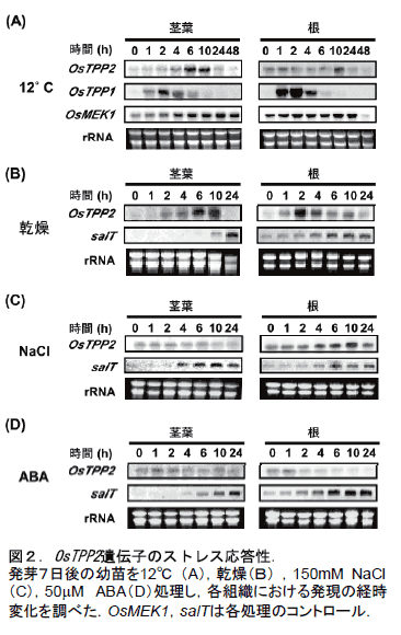 図2.OsTPP2遺伝子のストレス応答性.