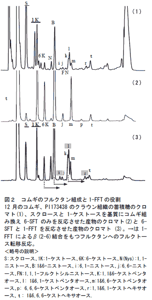 図2 コムギのフルクタン組成と1-FFT の役割