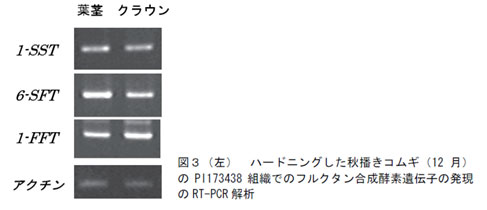 図3(左) ハードニングした秋播きコムギ(12 月)のPI173438 組織でのフルクタン合成酵素遺伝子の発現のRT-PCR 解析