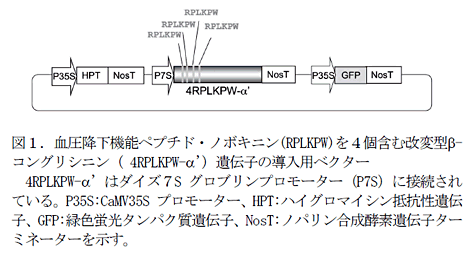 図1.血圧降下機能ペプチド・ノボキニン(RPLKPW)を4個含む改変型β-コングリシニン( 4RPLKPW-α’)遺伝子の導入用ベクター