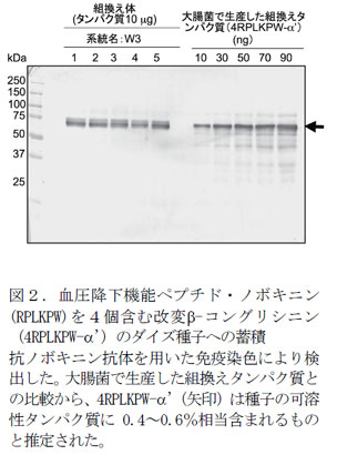 図2.血圧降下機能ペプチド・ノボキニン(RPLKPW)を4個含む改変β-コングリシニン(4RPLKPW-α’)のダイズ種子への蓄積