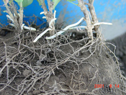 写真1 ガレガの地下茎(播種1年目)