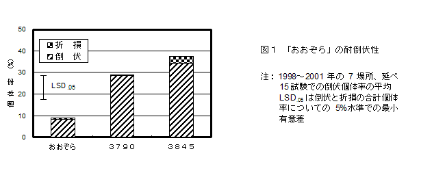 図1.「おおぞら」の耐倒伏性