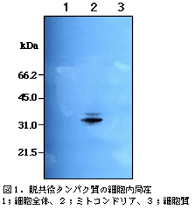 図1.脱共役タンパク質の細胞内局在