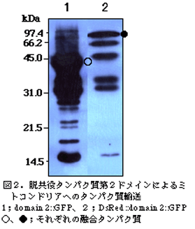 図2.脱共役タンパク質第2ドメインによるミトコンドリアへのタンパク質輸送