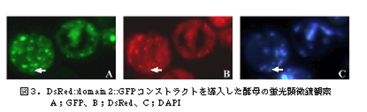 図3.DsRed:domam2::GFPコンストラクトを導入した酵母の蛍光顕微鏡観察